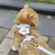 FurryFusion - Corde de Traction pour Chats Ensemble (1,8 m) FurryFusion - Corde de Traction pour Chats Ensemble (1,8 m)