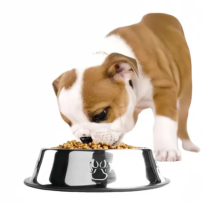 FurryFusion Gamelle en acier inoxydable pour chien