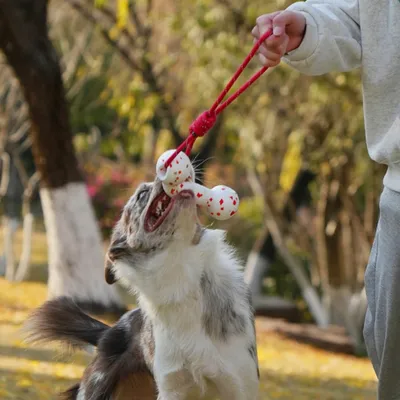 FurryFusion Hunde starten Spielzeug, Alben mit Seil