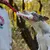 FurryFusion Hunde starten Spielzeug, Alben mit Seil