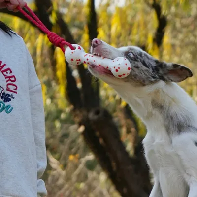 FurryFusion Hunde starten Spielzeug, Alben mit Seil