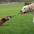 FurryFusion Interaktives Hundespielzeug FurryFusion Interaktives Hundespielzeug