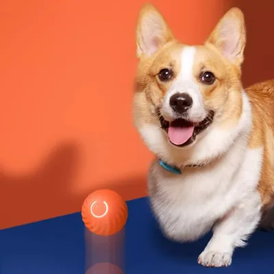 FurryFusion Balle de jeu pour chien, auto - amusante et résistante