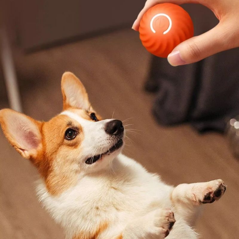 FurryFusion Frisbee pour chien, flottant et résistant