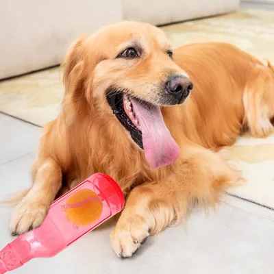 FurryFusion - Jouets en Bouteille TPR pour Chiens (2 pièces)