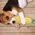 FurryFusion Jouet indestructible pour chien