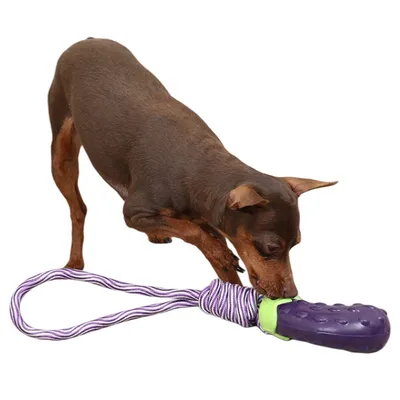 FurryFusion - Jouet Sonore en Forme de Légumes pour Chiens