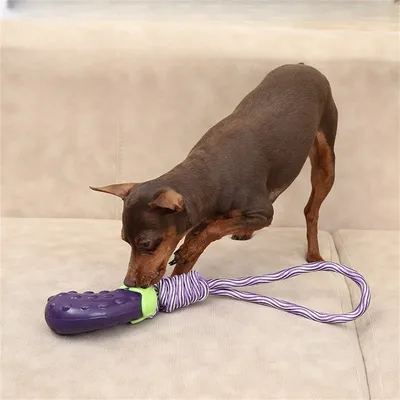 FurryFusion - Jouet Sonore en Forme de Légumes pour Chiens