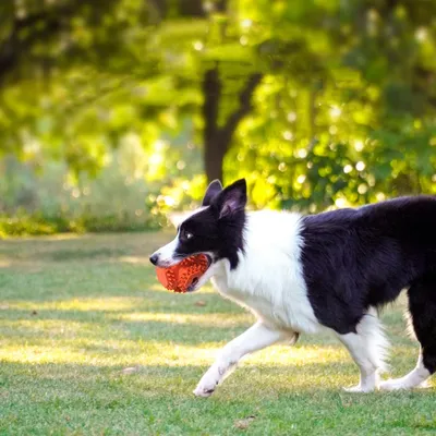 FurryFusion Jouet pour chien,  anti - stress et à structure cruciforme