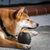 FurryFusion Jouet pour chien en forme d'œuf de dinosaure