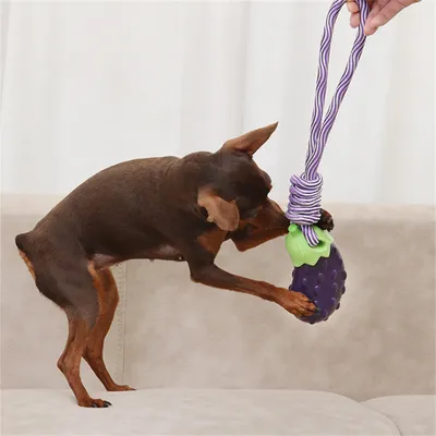 FurryFusion - Jouet Sonore en Forme de Légumes pour Chiens