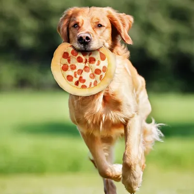 FurryFusion Jouet en forme de pizza pour animaux de compagnie