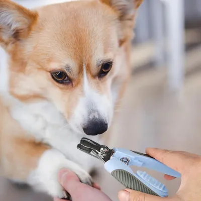 FurryFusion Coupe-ongles pour animaux avec dispositif de sécurité