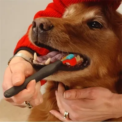 FurryFusion Brosse à dents pour animaux de compagnie à trois têtes