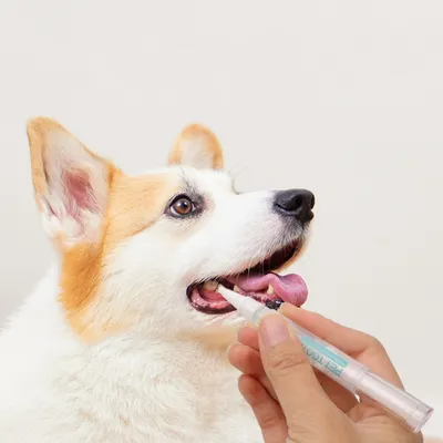 FurryFusion Stylo à brosse à dents pour animal de compagnie