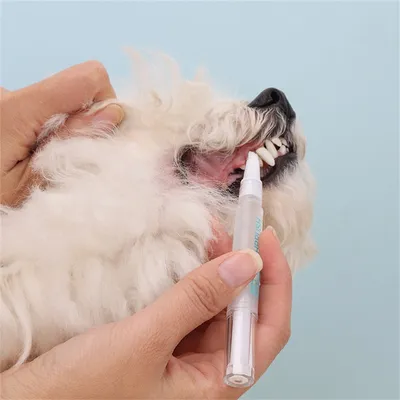 FurryFusion Stylo à brosse à dents pour animal de compagnie