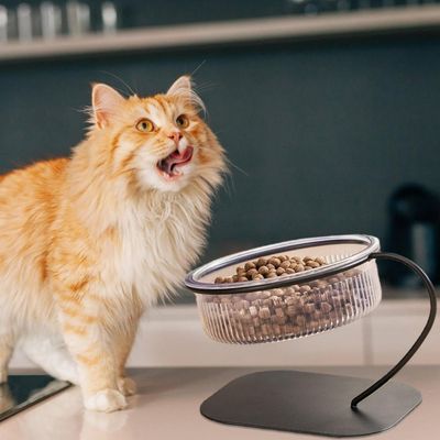 FurryFusion Gamelle surélevée pour chat