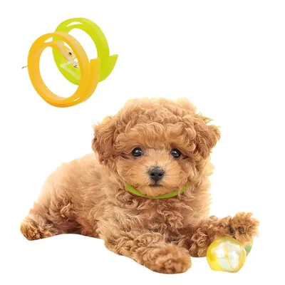 FurryFusion - Collier Antipuce et Anti-moustiques chats 33cm