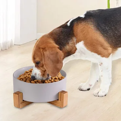 IntiMeg Bol de Nourriture et d'Eau pour Chien