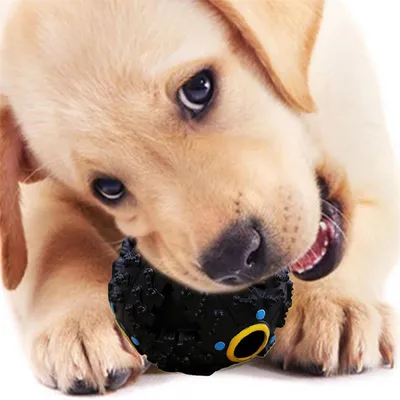IntiMeg Balle interactive pour chien