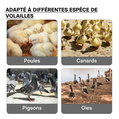 Fudajo Panneau chauffant – 35 x 35 cm – 50 W – pour élevage de 30 poussins