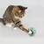 IntiMeg Chat jouant avec une souris