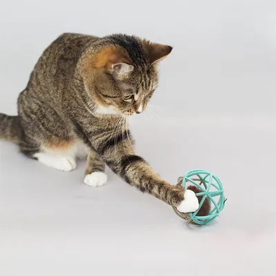 IntiMeg Chat jouant avec une souris
