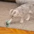 IntiMeg Chat jouant avec une souris
