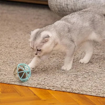 IntiMeg Chat jouant avec une souris