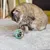 IntiMeg Chat jouant avec une souris