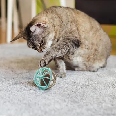 IntiMeg Chat jouant avec une souris