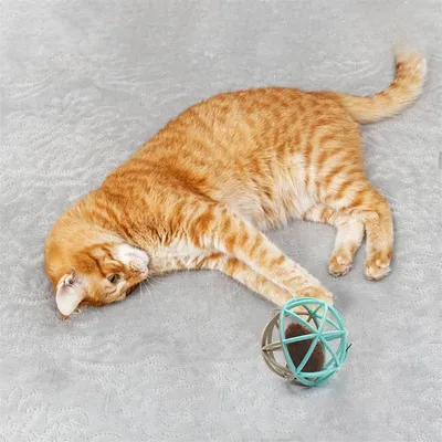 IntiMeg Chat jouant avec une souris