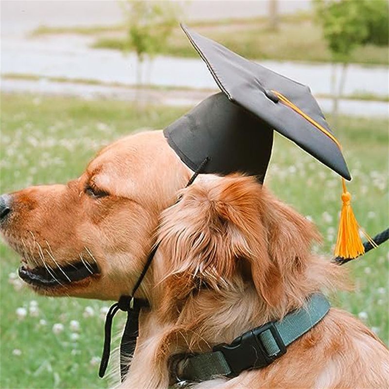 IntiMeg Chapeau de graduation pour chien et chat