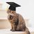 IntiMeg Chapeau de graduation pour chien et chat