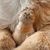 IntiMeg Capsule pour conserver les poils de chat