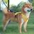IntiMeg Harnois Harness pour chien