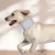 IntiMeg Collier de protection de cou pour chien et chat