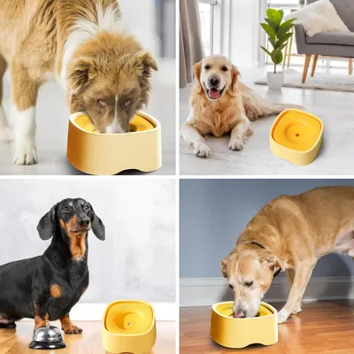 IntiMeg Tasse d'eau pour Chiens et Chats