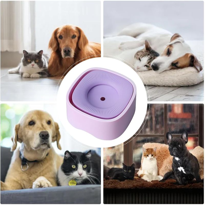 IntiMeg Tasse d'eau pour Chiens et Chats