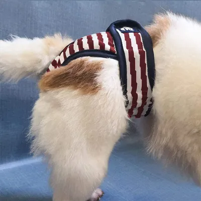 IntiMeg Couches pour chien