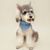 IntiMeg Mouchoir de bave estival pour chien