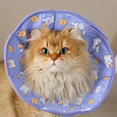 IntiMeg Collier de récupération postopératoire