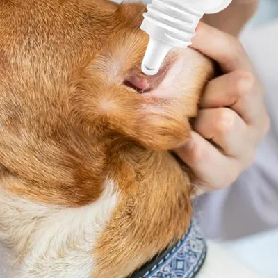 FurryFusion Nettoyant Oreille Chien et Chat