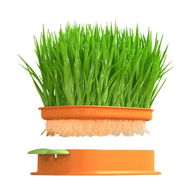 FurryFusion Plateau de plantation d'herbe à chat