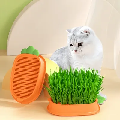 FurryFusion Plateau de plantation d'herbe à chat