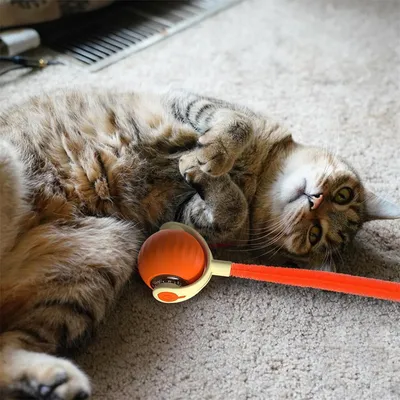 FurryFusion Jouet à bille roulante pour chat