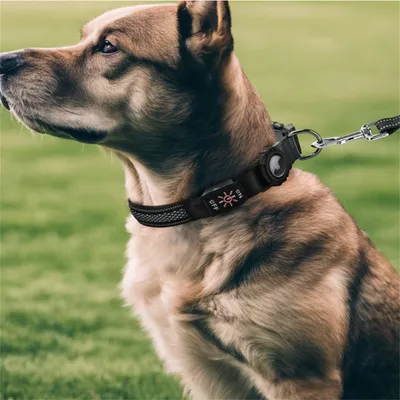 FurryFusion Collier pour chien avec lumineux