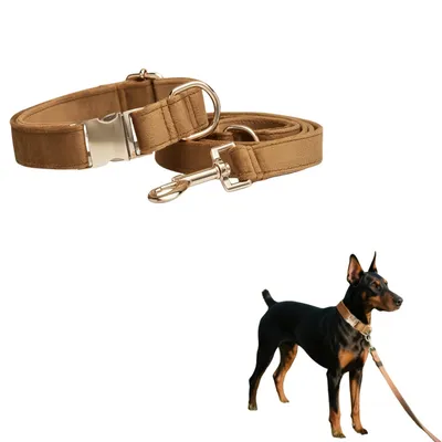 FurryFusion Collier et corde pour chien FurryFusion Collier et corde pour chien