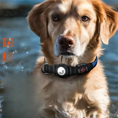 FurryFusion Collier pour chien avec lumineux