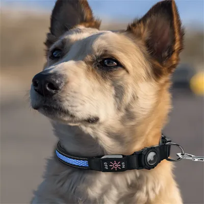 FurryFusion Collier pour chien avec lumineux